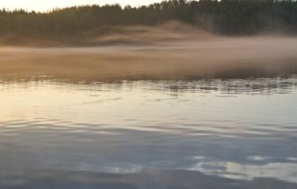 Подход колюшки на нерест около губы Сельдяная. Здесь она идет от камеры. 4 июня 2019 г. Фото Д. Лайуса.