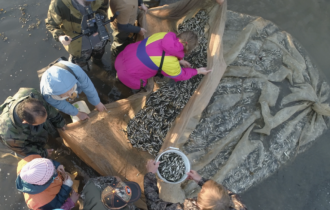 В неводе около 500 кг колюшки (примерно 150 тыс. особей). Кандалакшский залив Белого моря, губа Яковлева. Все рыбы, за исключением научной пробы, выпущены живыми. По часовой стрелке снизу: Д.Л. Лайус, П.В. Глазков, Е.В. Надточий, А.С. Доргам, А.С. Демчук, Д.В. Скобелев, Д. Малова. 15 июня 2019 г. Фото С.В. Неверовского.