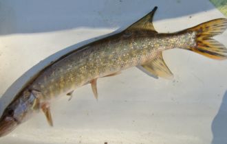 Щука. В Финском заливе соседи у колюшки уже другие. Фото Д. Лайуса / Pike. In the Gulf of Finland stickleback has other neighbors. Ph.: D. Lajus
