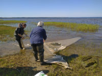 A.S. Demchuk and T.S. Ivanova are sampling by beach seine