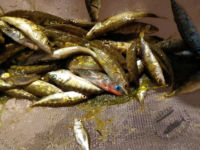 Stickleback in the seine