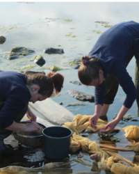 Anastasia and Anna select young sticklebacks to study their diet. 2015.