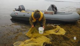 M.V. Ivanov is countiong the stickleback caught.